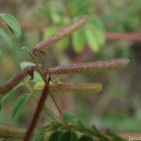 Indigofera colutea (Burm.f.) Merr.